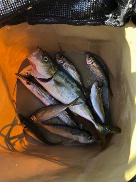 何してもヒットする朝まずめアジング