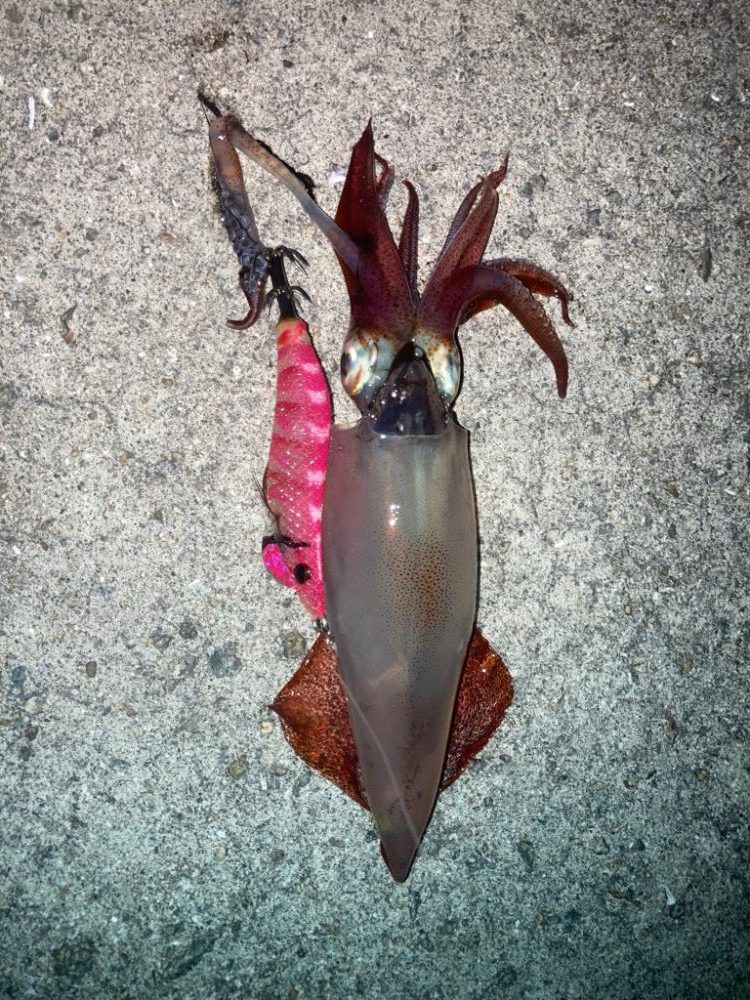 2023ライトゲーム第29戦