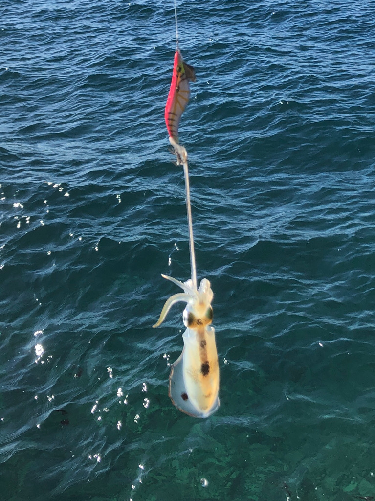 新子はどうかな?