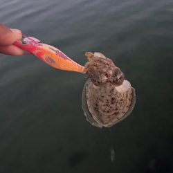 秋イカスタート