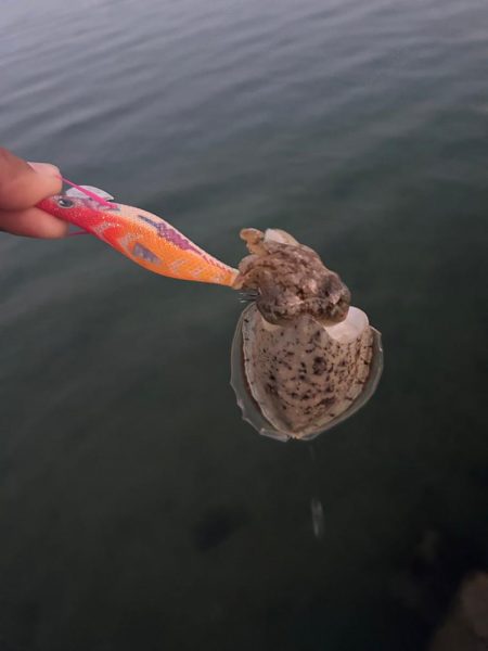 秋イカスタート