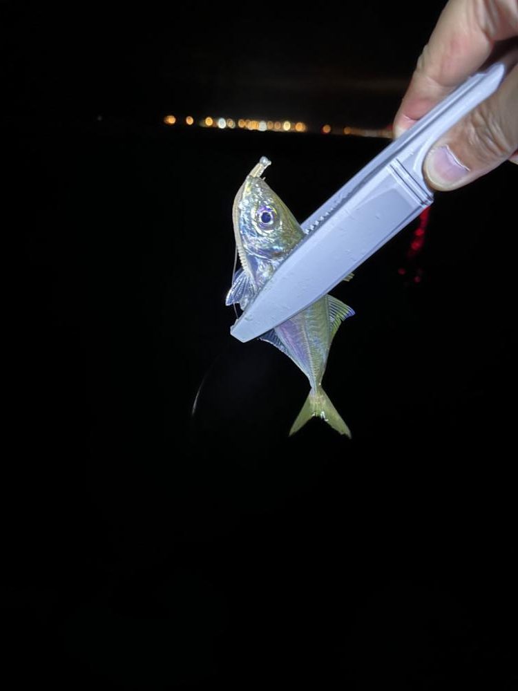 久々のジグ単アジング