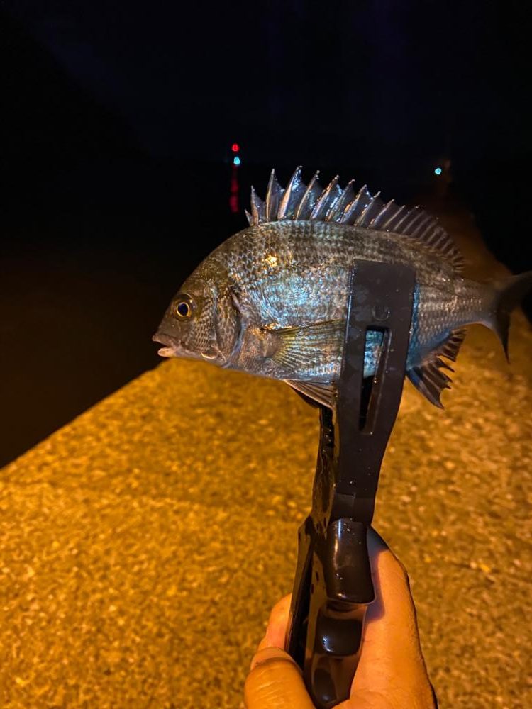 またまたアジング