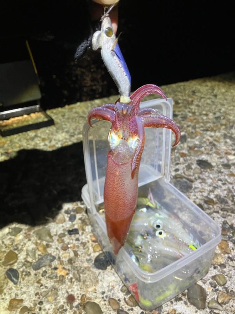 ケンサキ調査2日目(^^)