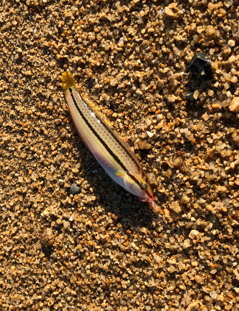 久しぶりのキス釣り