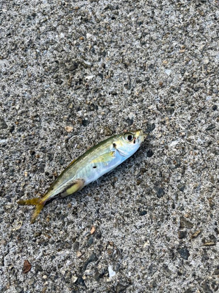 須磨でサビキ釣り