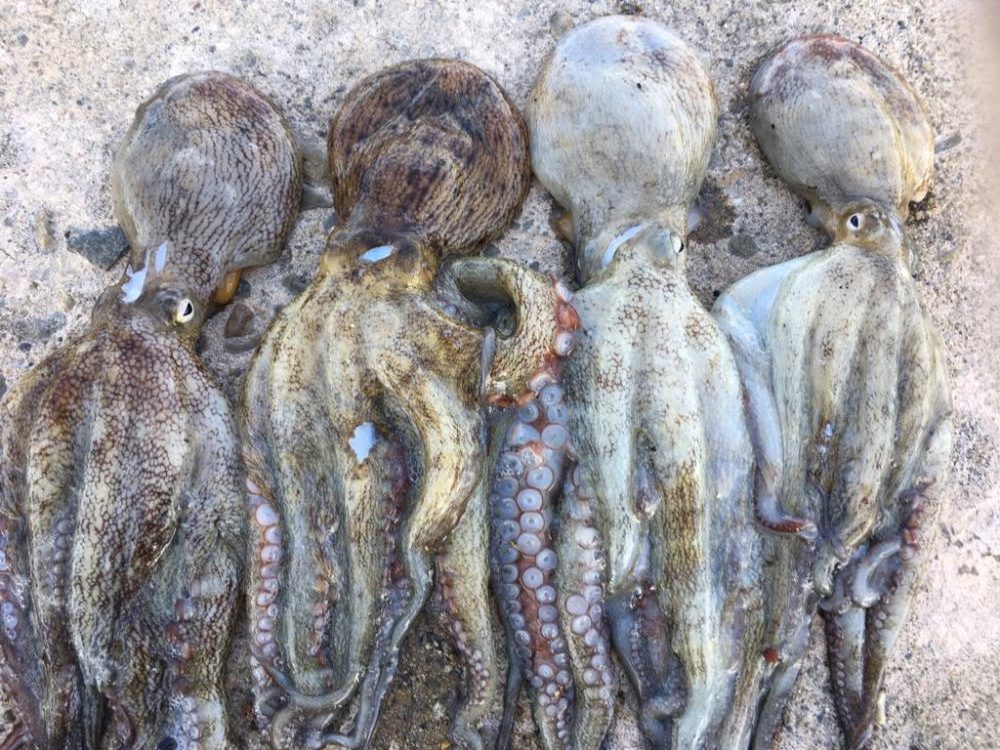 【タコフィネス】タコ4杯（計1.4kg）