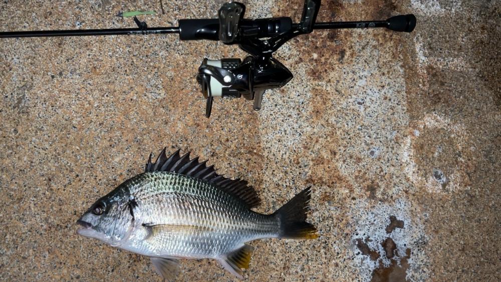 雨後はキビレDAY