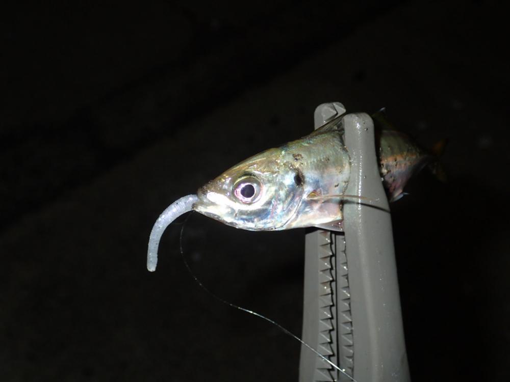 予定外の展開は豆アジゲーム。