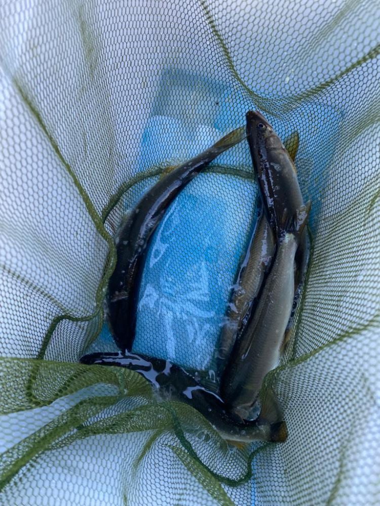 アユイングで初場所！