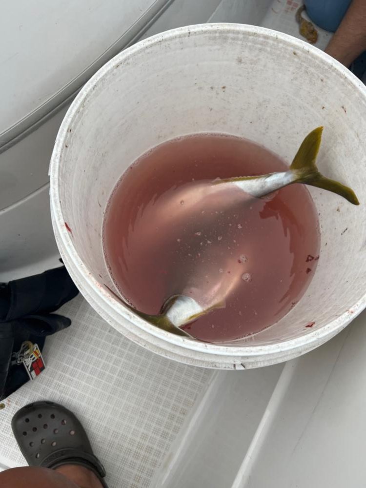 台風前の大漁！！