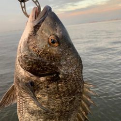 朝マヅメのチヌ2匹