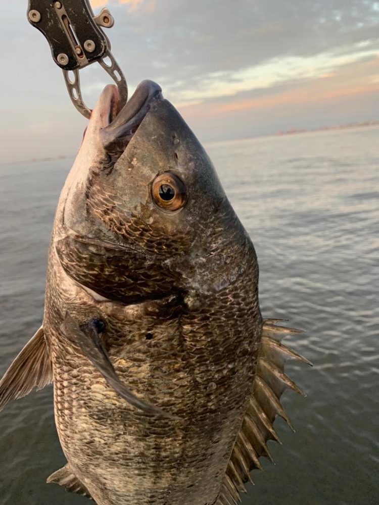 朝マヅメのチヌ2匹