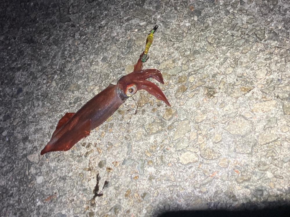 ケンサキスッテ