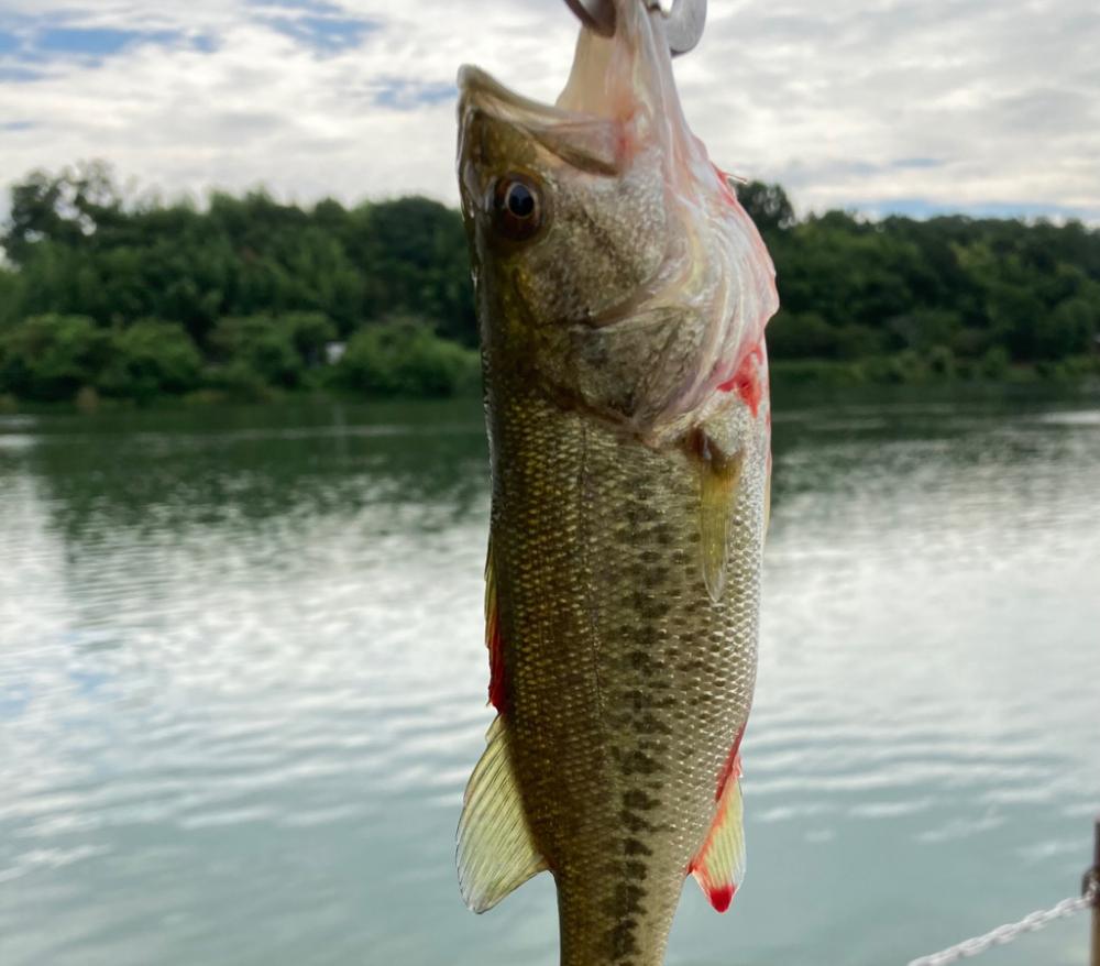 巻いて釣れたよ