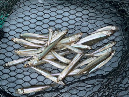 芦ノ湖、夏ワカサギ