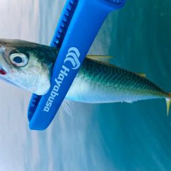 ケンサキイカゲットにゃ！