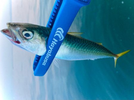 ケンサキイカゲットにゃ！