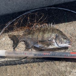 サシエ コーン3粒 フカセ釣り