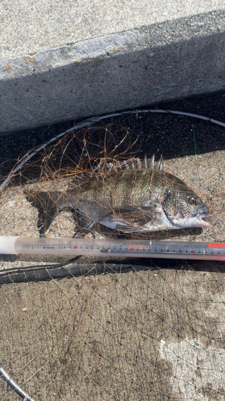 サシエ コーン3粒 フカセ釣り