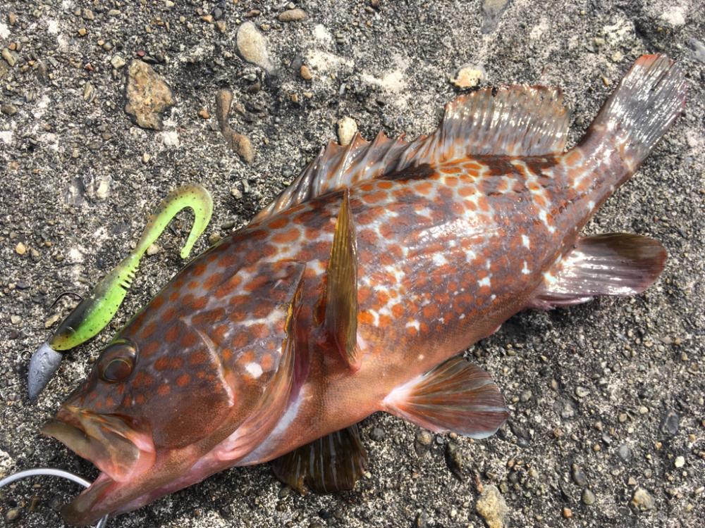 【タコフィネス】アコウ ＋ ガシラ ＋ タコ