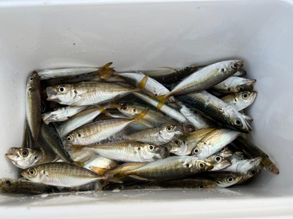 台風の隙間をついて鯵釣り