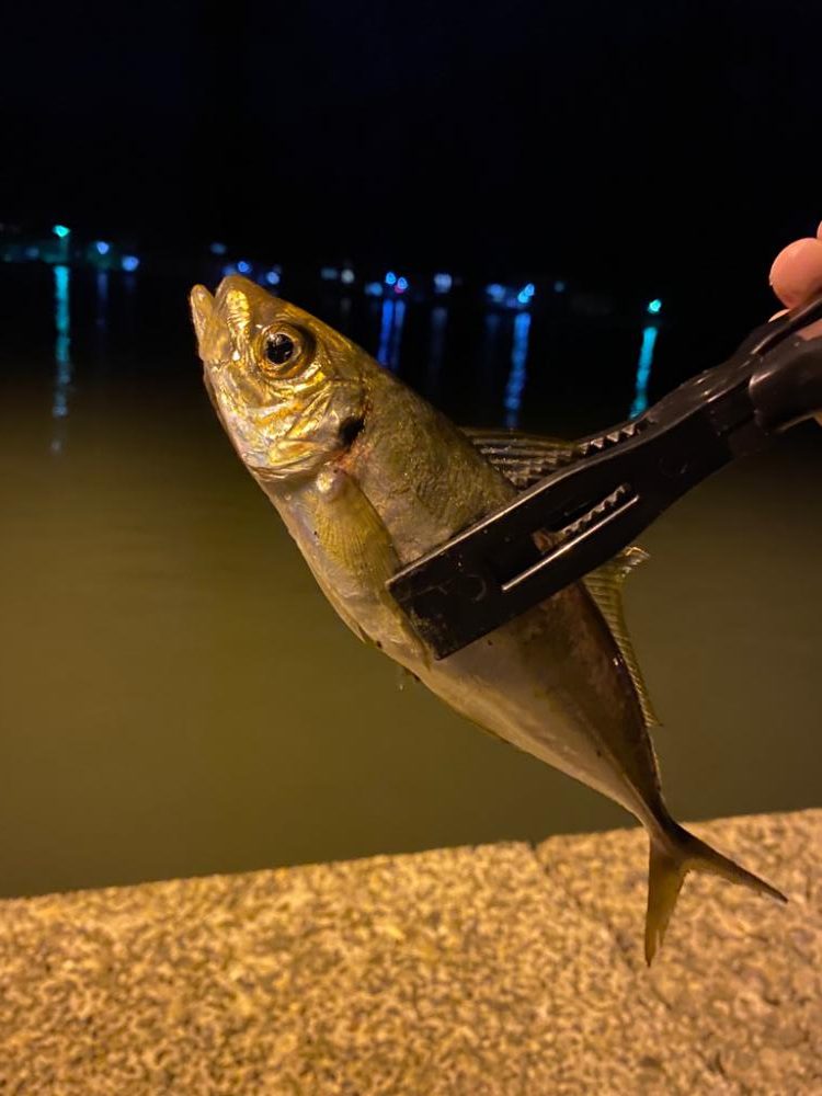 久々のアジング