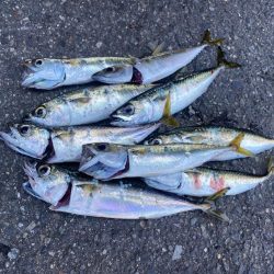 サバが入れ食い！