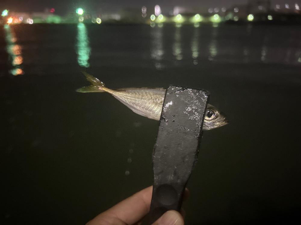 台風後の豆アジ