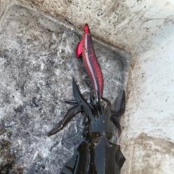 今季初ティップラン