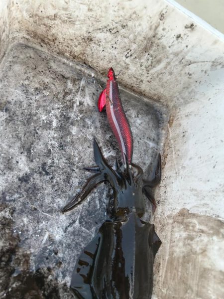 今季初ティップラン