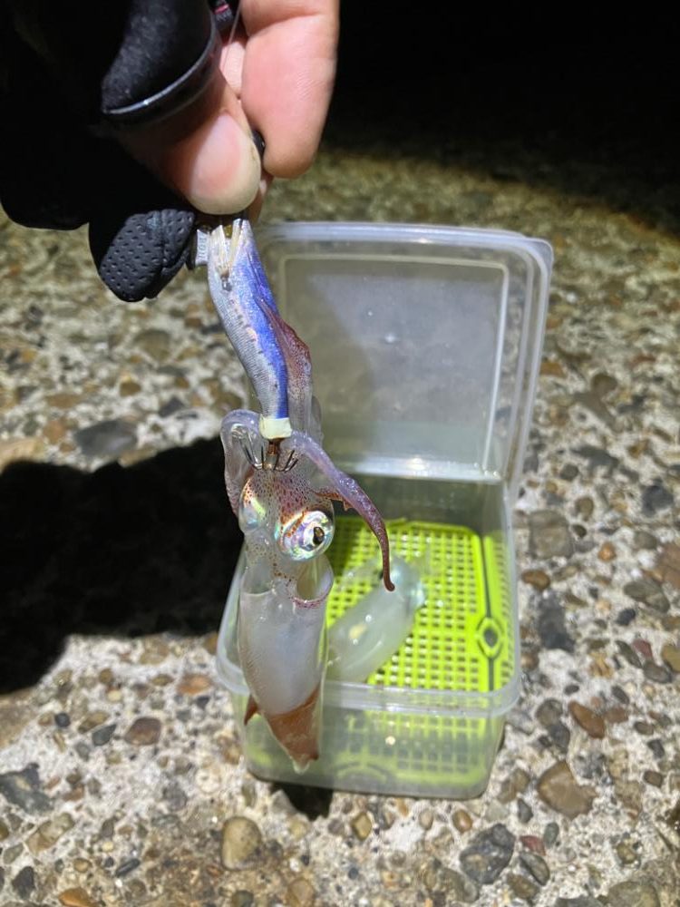 ケンサキ調査3日目(^.^)