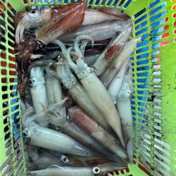 白イカ釣行