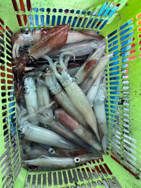 白イカ釣行