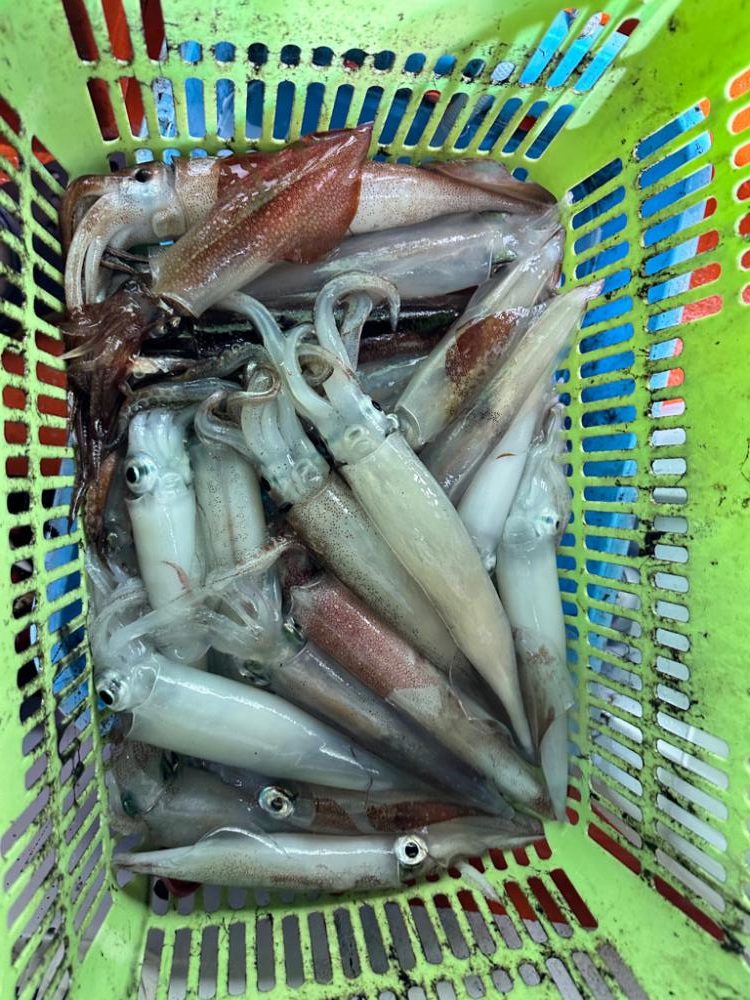 白イカ釣行