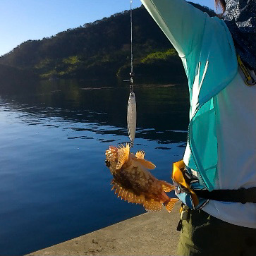 隠岐島でスーパーライトショアジギ