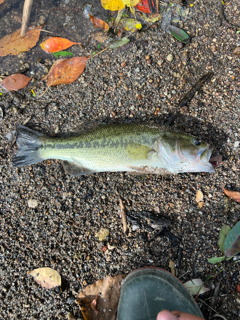 こんなに釣れて…笑