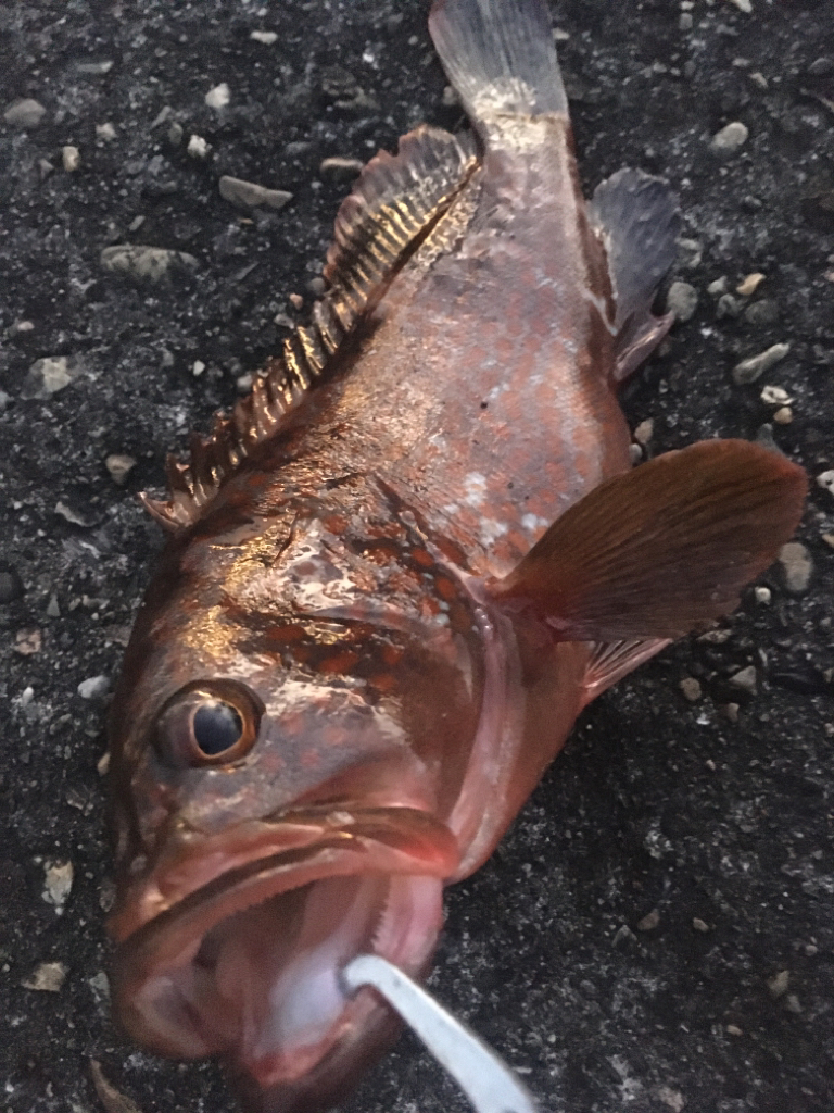 【タコフィネス】アコウ4＋タコ2