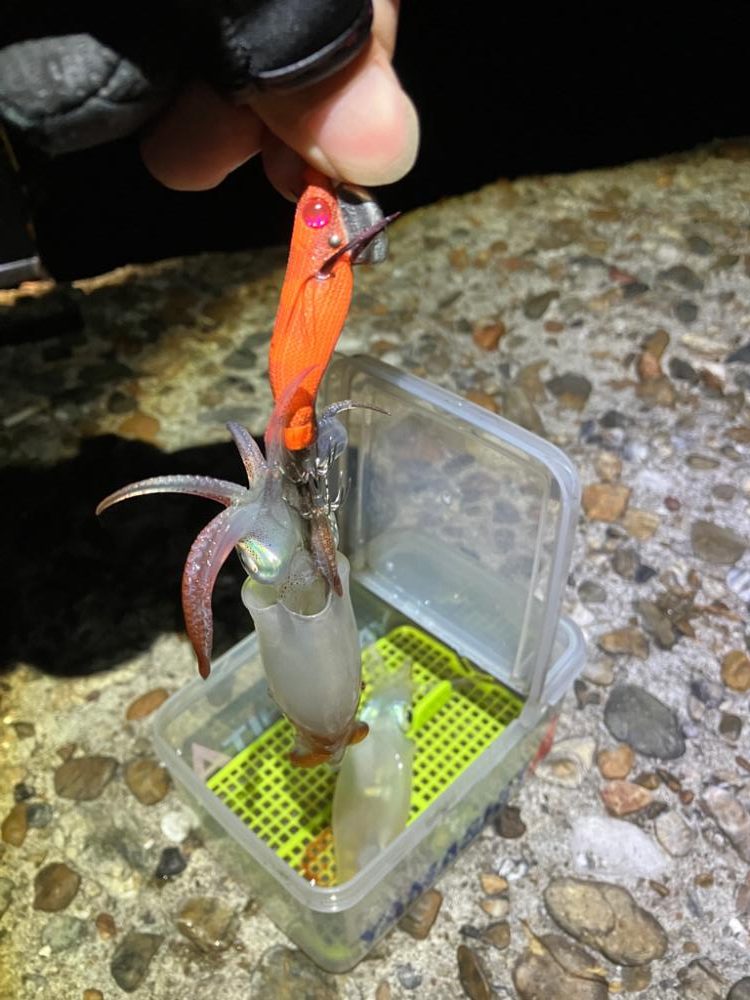 ケンサキ調査4日目(^-^)