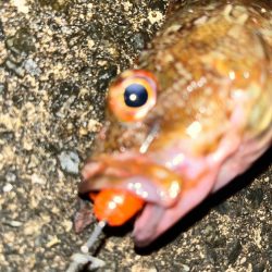 アコウ、ガシラ