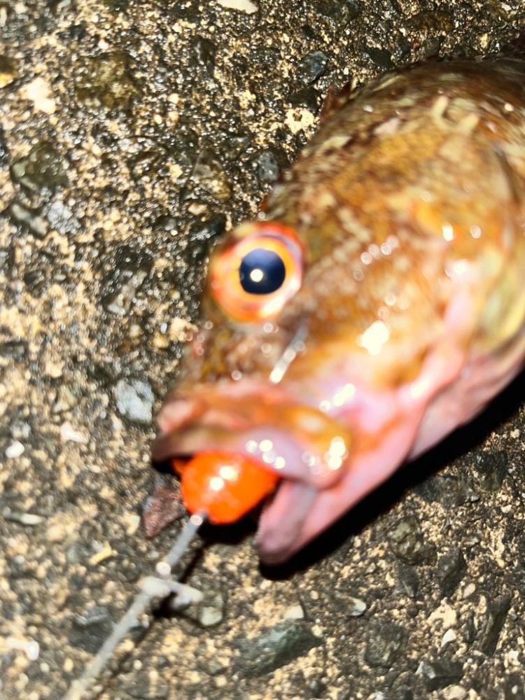 アコウ、ガシラ