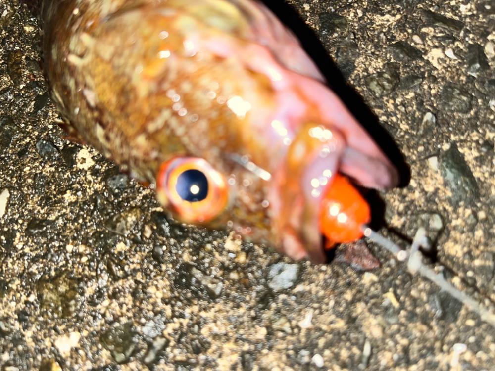 アコウ、ガシラ