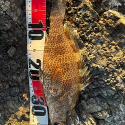 尾鷲根魚探しの夏休み