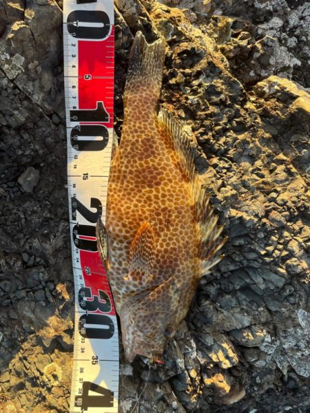 尾鷲根魚探しの夏休み