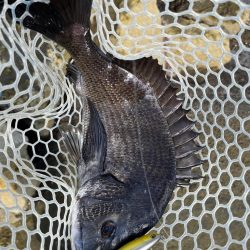 １か月半ぶりの…