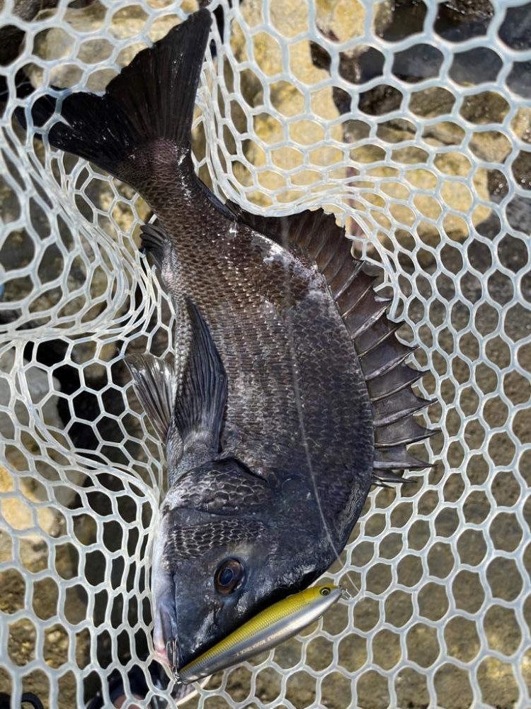 1か月半ぶりの…