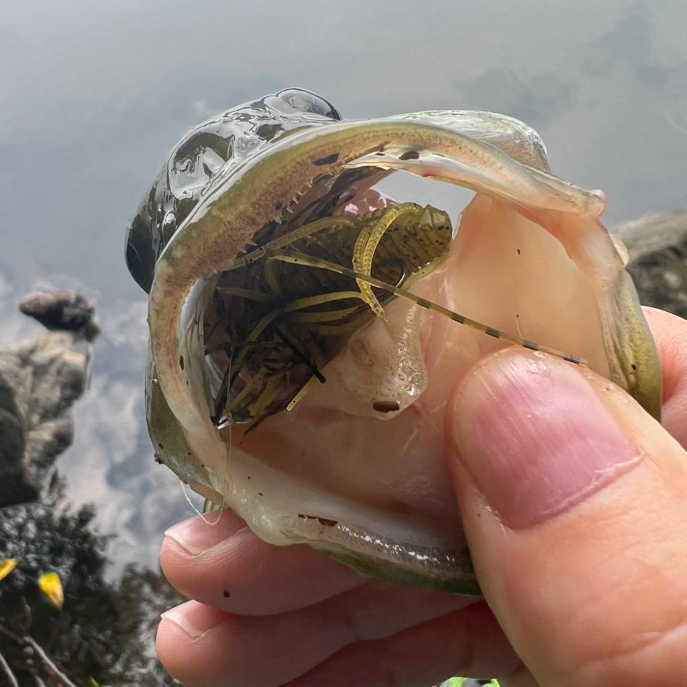 チクショー‼︎