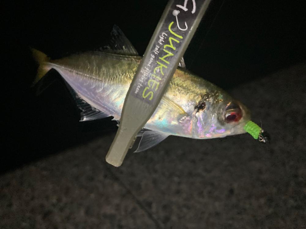 アジ減った⁈涙