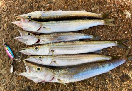 豆マキマキでカマス攻略にゃ！