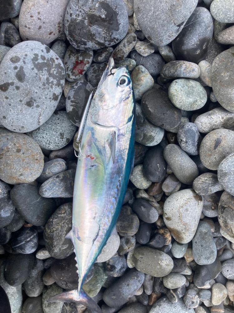 ショアジギング